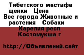  Тибетского мастифа щенки › Цена ­ 10 000 - Все города Животные и растения » Собаки   . Карелия респ.,Костомукша г.